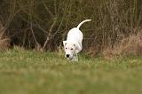 DOGUE ARGENTIN 144